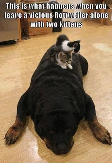 Rottweiler alone with Two Kittens... LOL