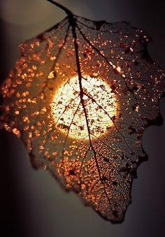 leaf by the light of the silvery moon