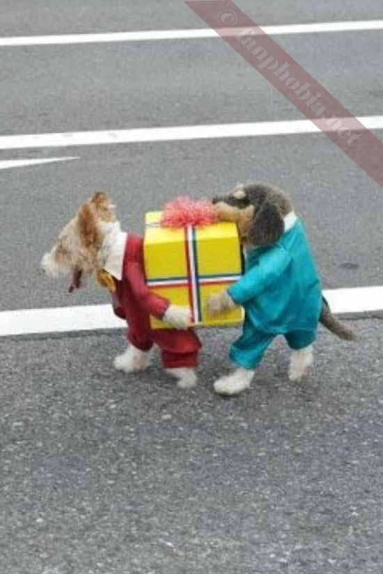 Best dog costume ever haha