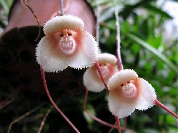 The rare and mysterious grinning Monkey Orchids