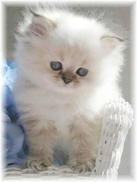 Sweet White Fluffy Kitten