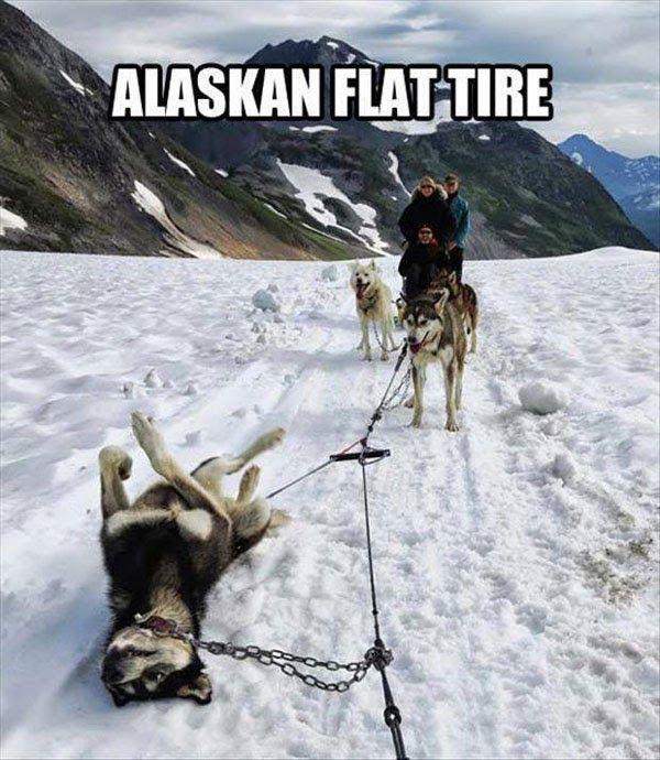 ha! so funny but looks sort of sad to me at the same time is that dog