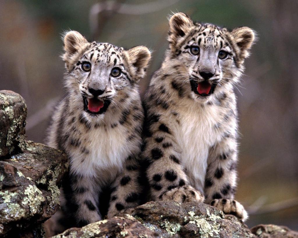 Two Babies of Snow Leopard