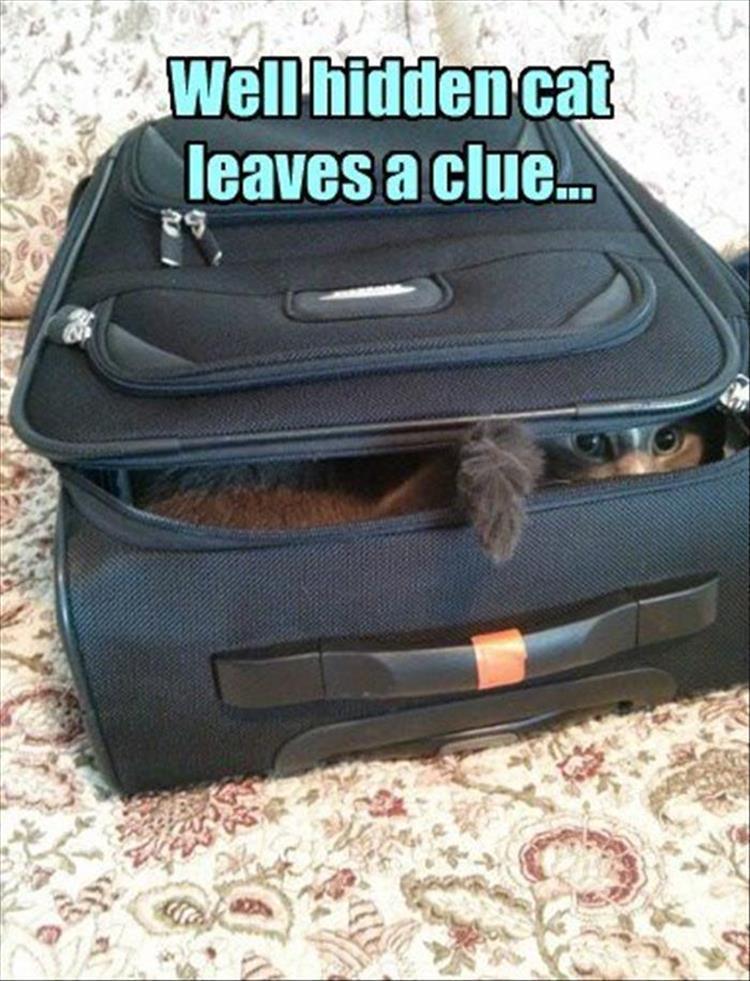 Funny Cat sleep in bag