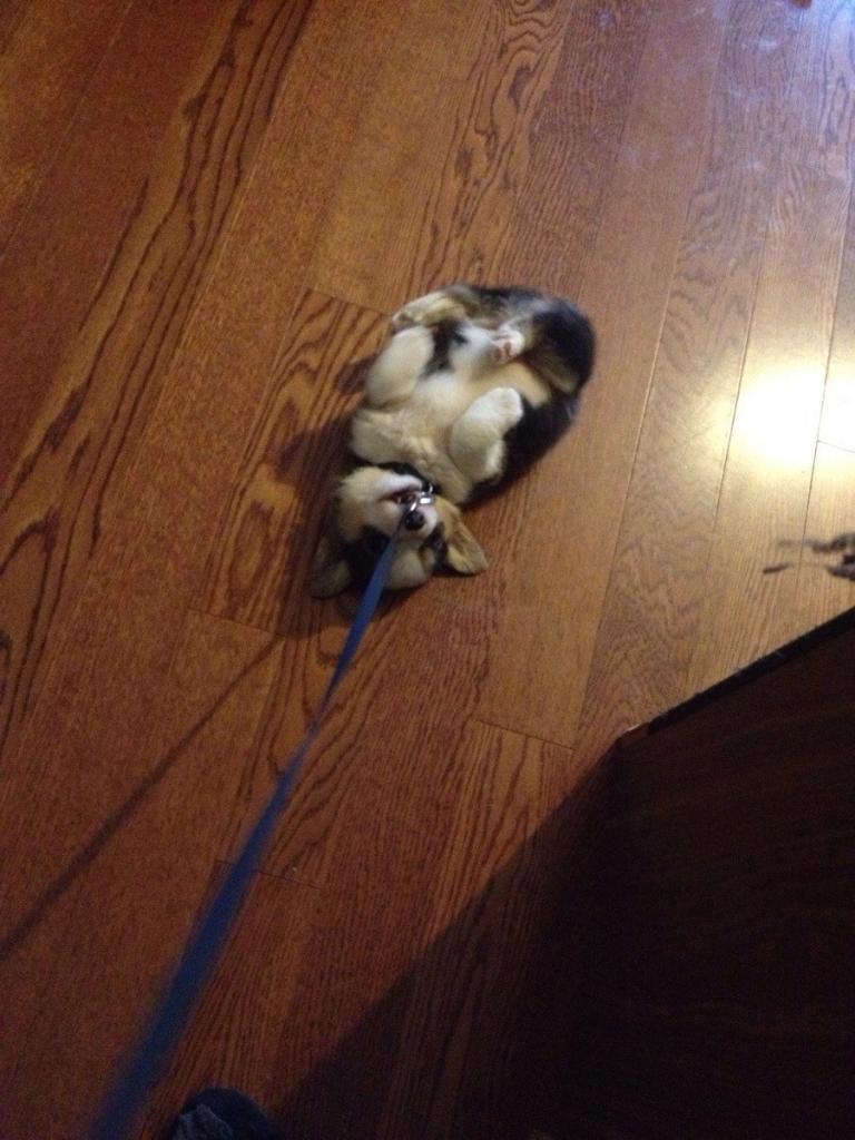 I want to walk my new corgi, but his refusal is just too darn cute