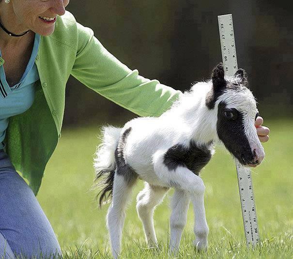 Einstein- The World's Smallest Horse!