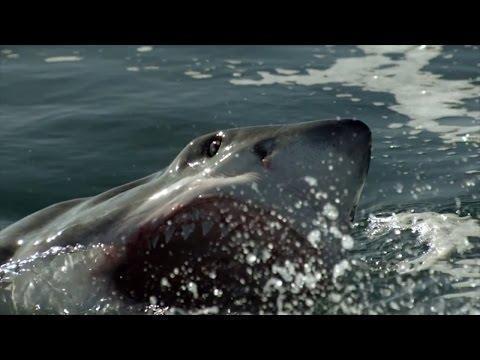 Amazing Dolphin Jump