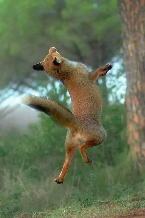 Funny Dancing Dog Funny Dancing Dog