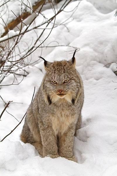 Canadian Lynx Amazing Photo