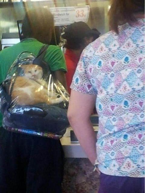 This poor cat is having a way worse day than you.