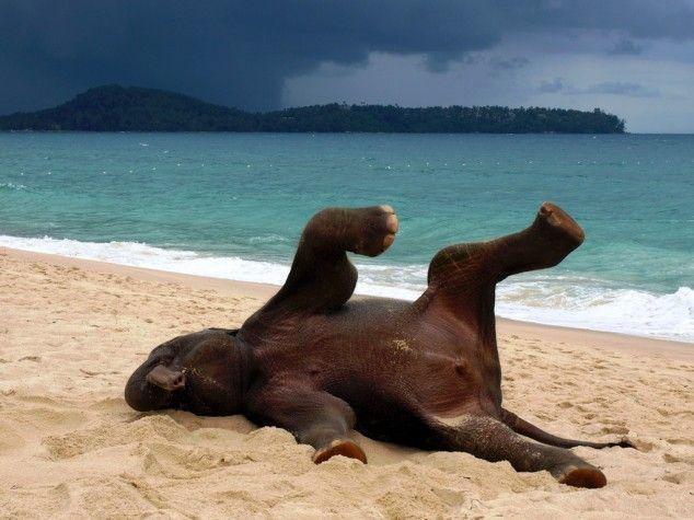 Young elephant playing on a beach in Phuket