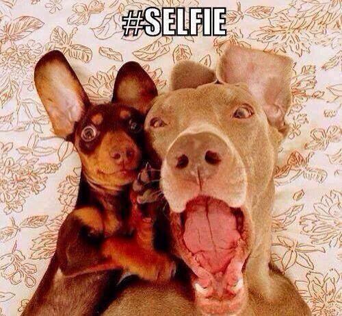 Dog Funny Selfies