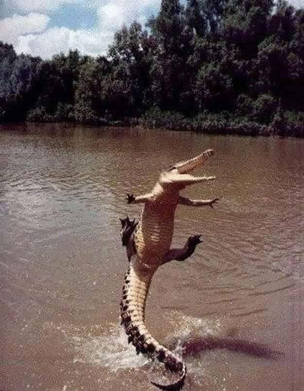 Funny Dancing Alligator