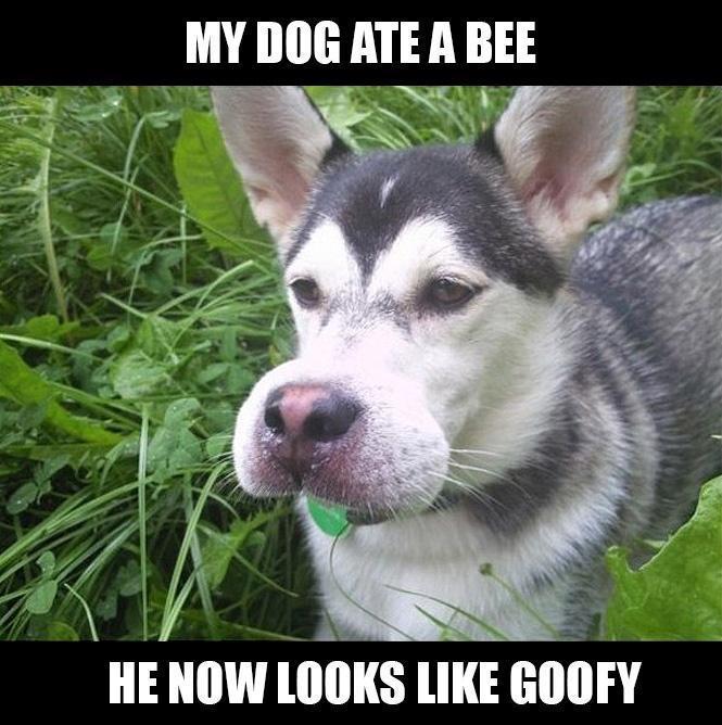 My dog ate a Bee... lol