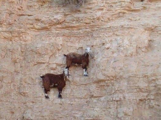 Goats on cliff of mountain