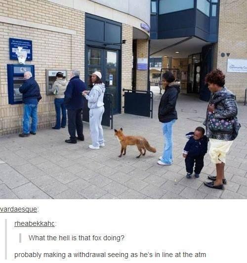 Just a fox making a withdrawal - Imgur