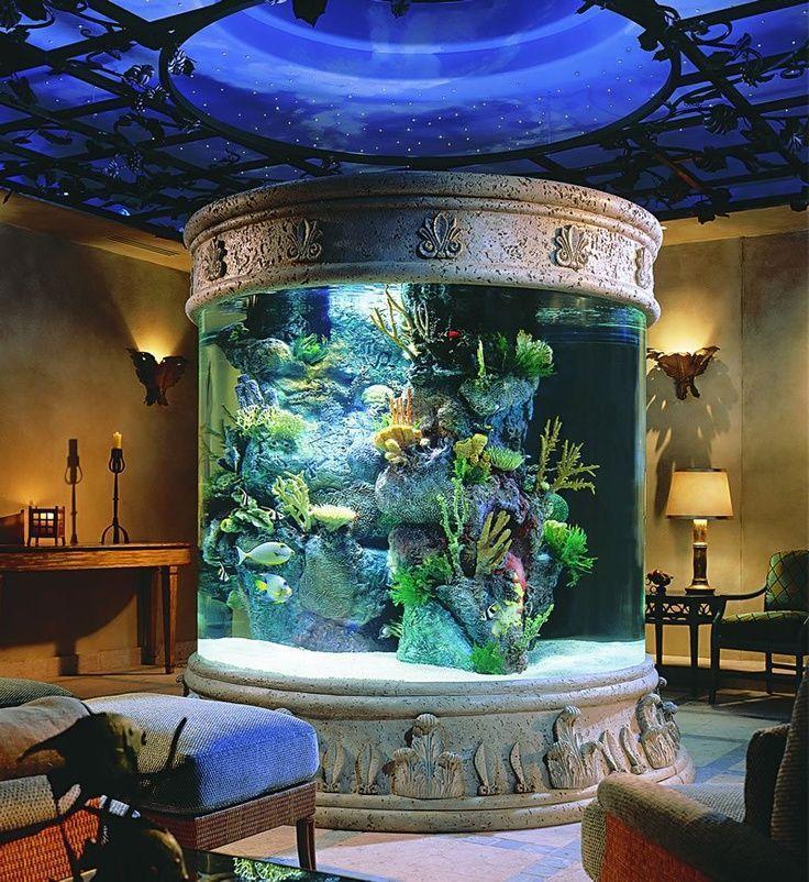 amazing fish tank