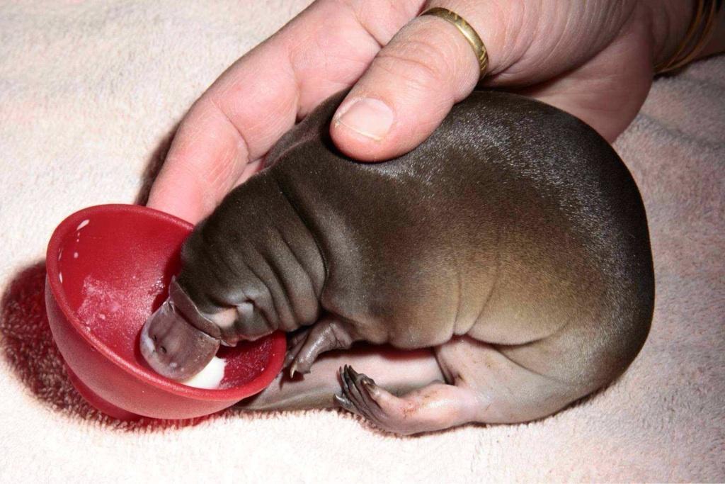A baby platypus.