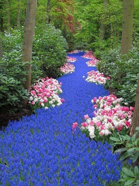 River of Flowers Keukenhof Bulbflower garden, Netherlands