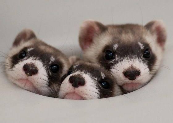 Adorable Ferret Babies