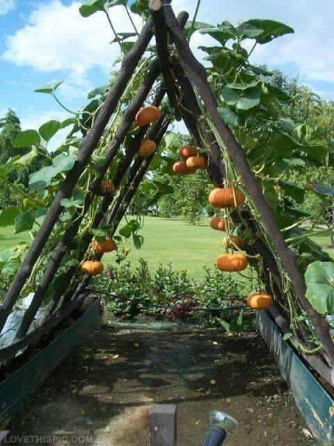 Hanging pumpkins to grow outside the fence