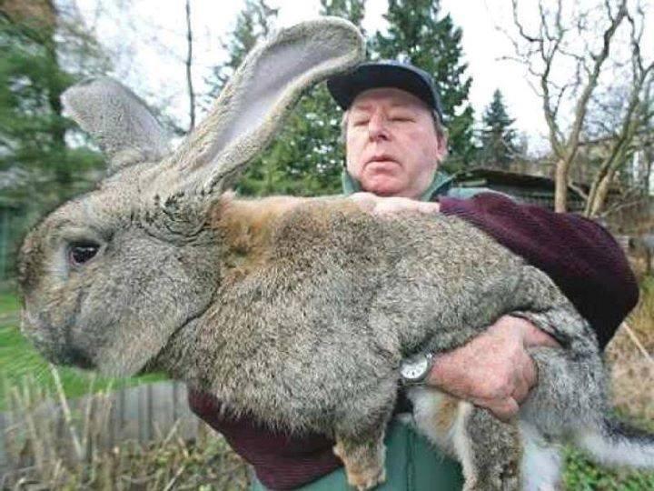 Ralph, World's Largest Bunny Rabbit