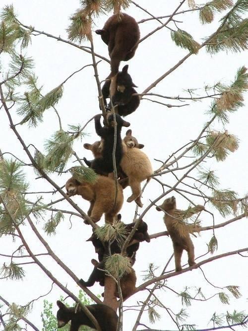 A tree full of baby bears