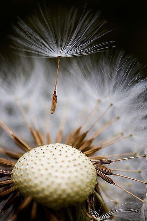 Dandelion