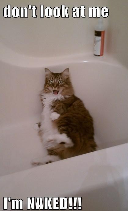 funny cat pictures - don't look at me I'm NAKED!!!