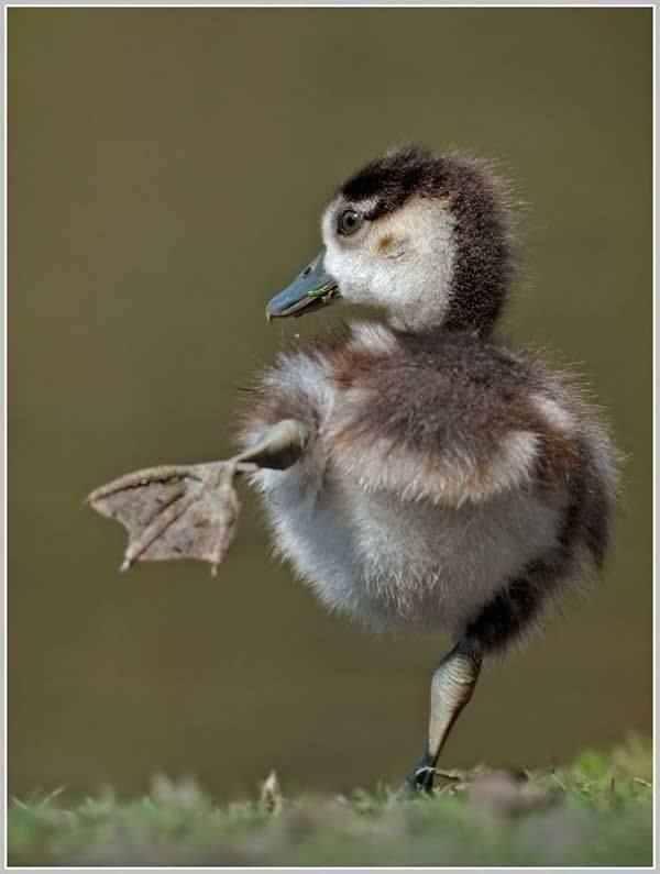 Funny Dancing Duck