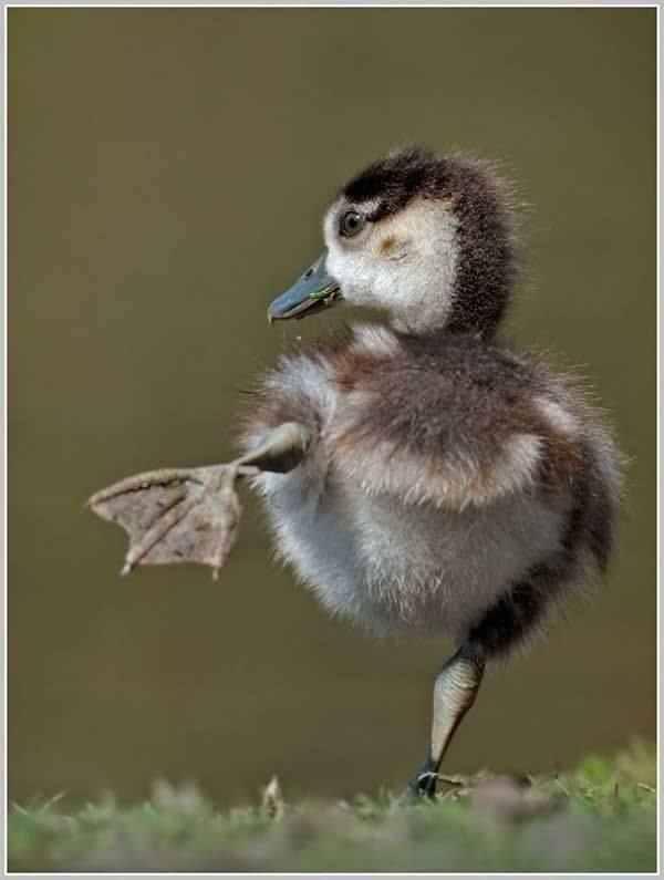 Funny Dancing Duck Funny Dancing Duck