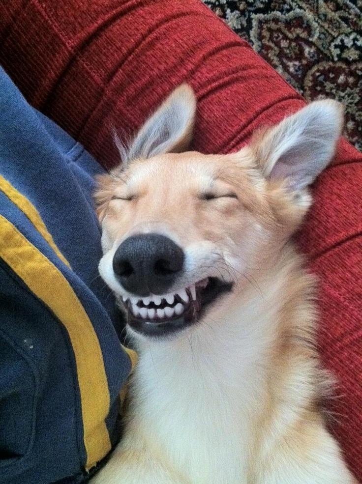 Dog SMILE