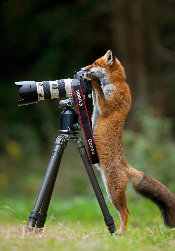 Fox with a photography gear