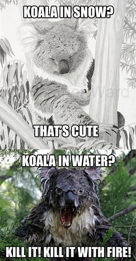 Koala in Snow and Water... LOL