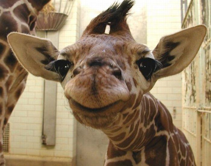 love giraffes