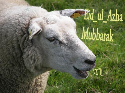 Eid ul Azha Mubarak Kurbanii