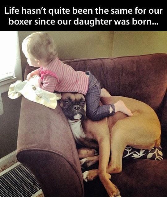 Baby & boxer - This is so cute. What a sweet patient doggy
