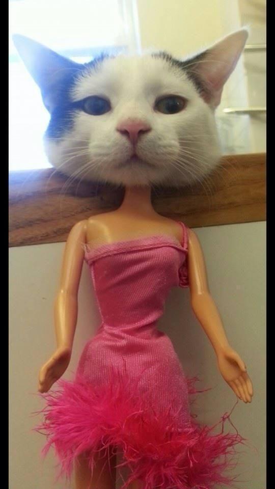 barbie cat