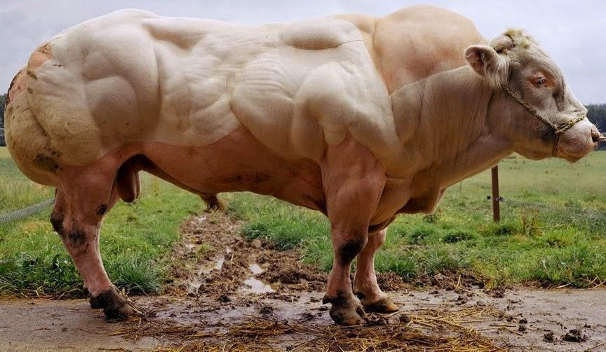 Big Cow with Muscles