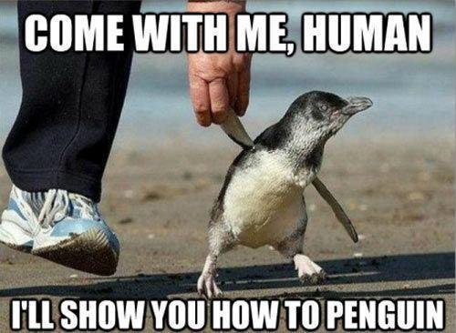 Let penguin show you, he knows the way.
