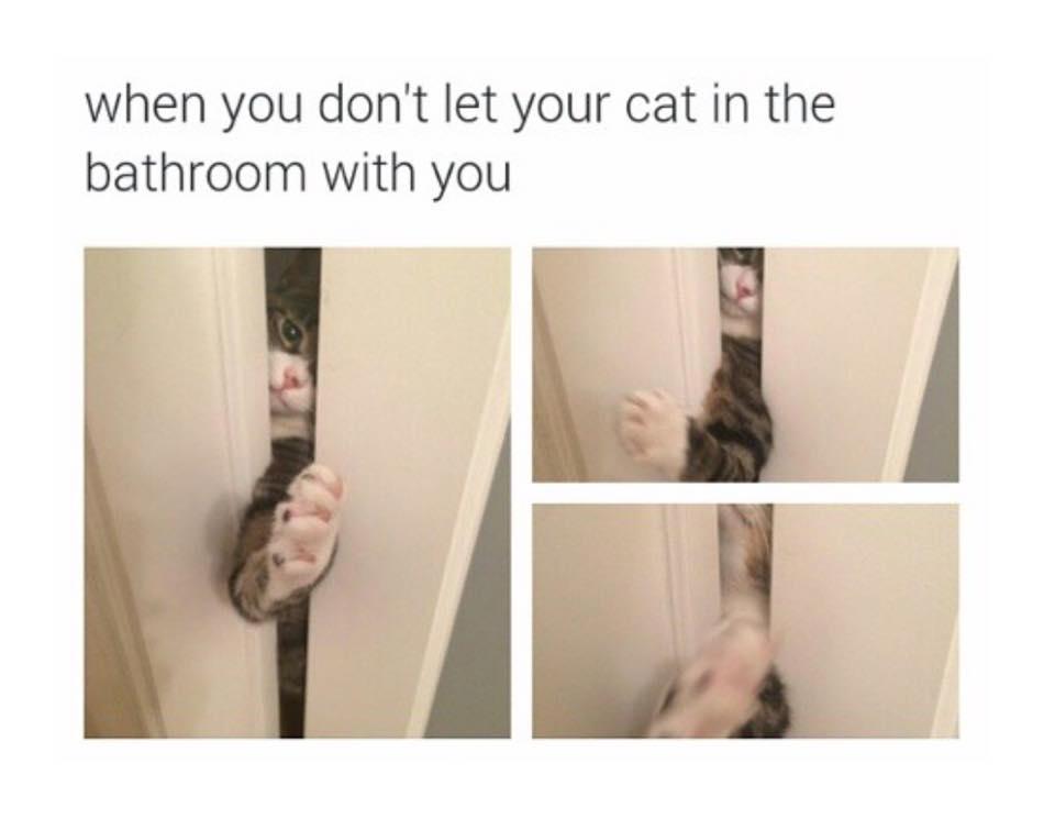 When you don't let your cat in bathroom