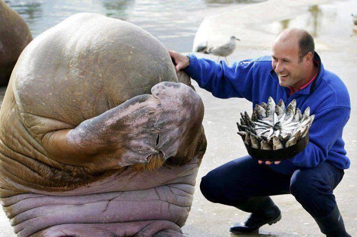 A Walrus's reaction after being presented with a Fish Cake for his birthday