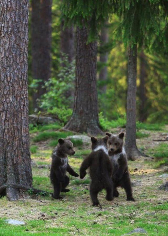 Bears Dancing in the Woods
